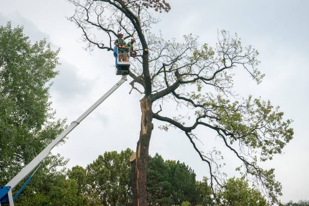 Searching for Tree Removal Near Me? Call Lufkin Environmental Today